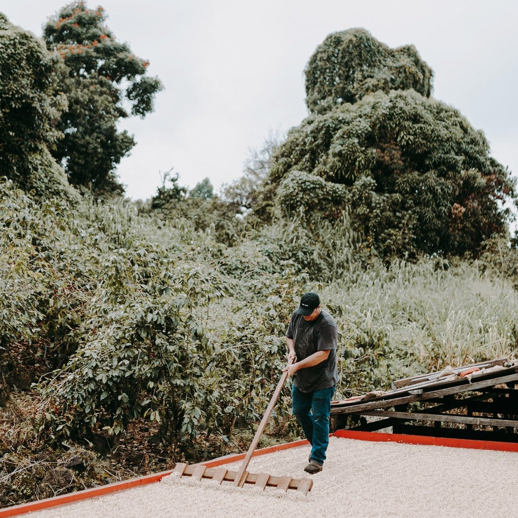 Person using a rake to dry coffee in large bed with tropical trees in the background