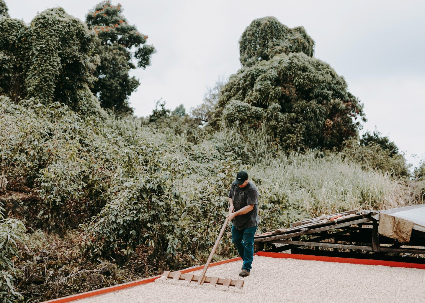 Person using a rake to dry coffee in large bed with tropical trees in the background