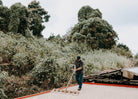 Person using a rake to dry coffee in large bed with tropical trees in the background